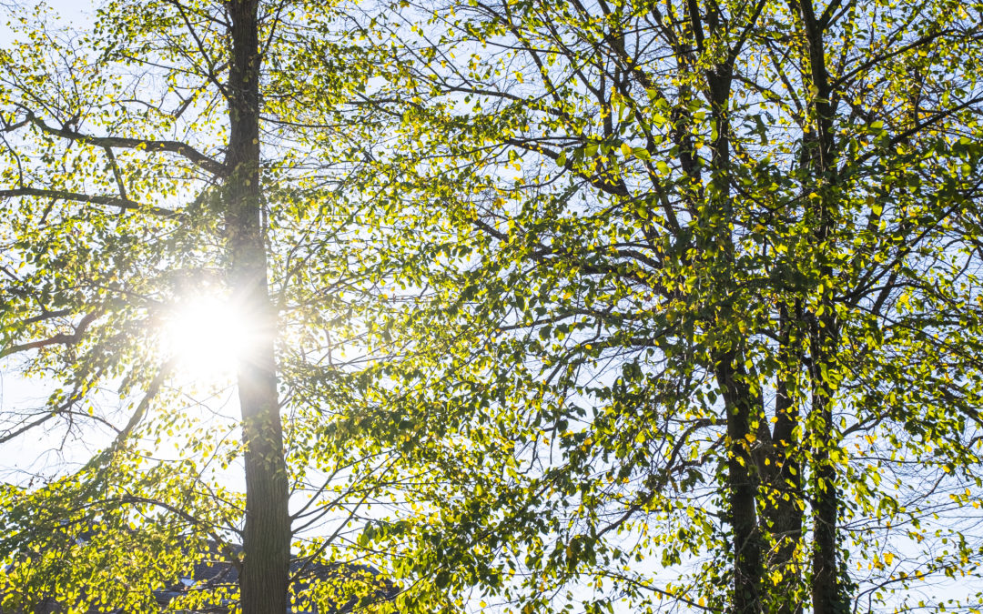 Accompagnement des appels à projets « Végétalisation »