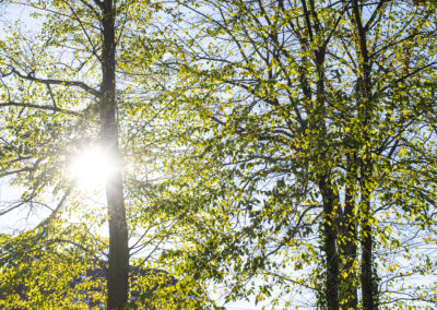 Accompagnement des appels à projets « Végétalisation »